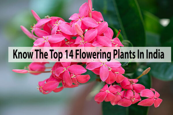 Know The Top 14 Flowering Plants In India