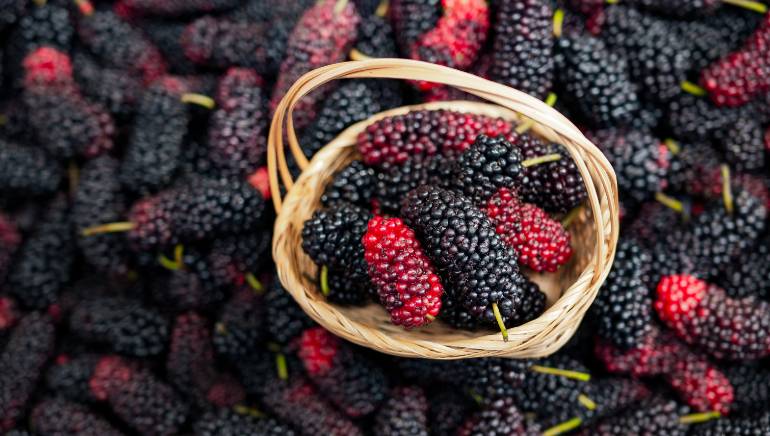 Effects and benefits of mulberry organic products